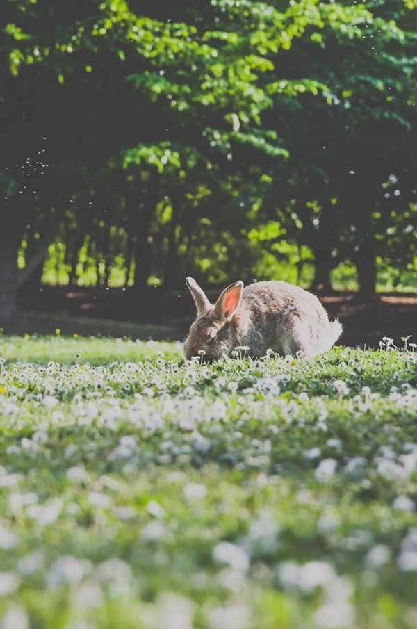 What Are the Critical Signs of Heatstroke in Himalayan Rabbits During Summer?
